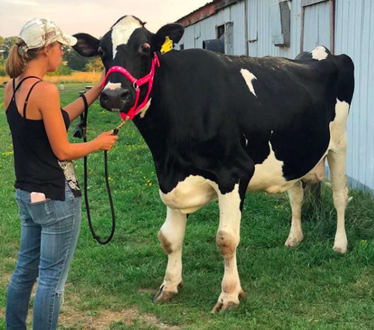 Blind cow arrives at sanctuary in Canada