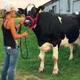 Blind cow saved from dairy farm steps outside