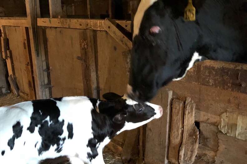 Cow and calf saved from dairy industry