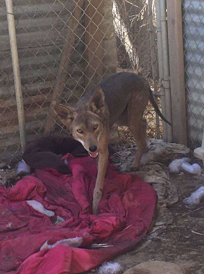 Coyote after recovering from mange