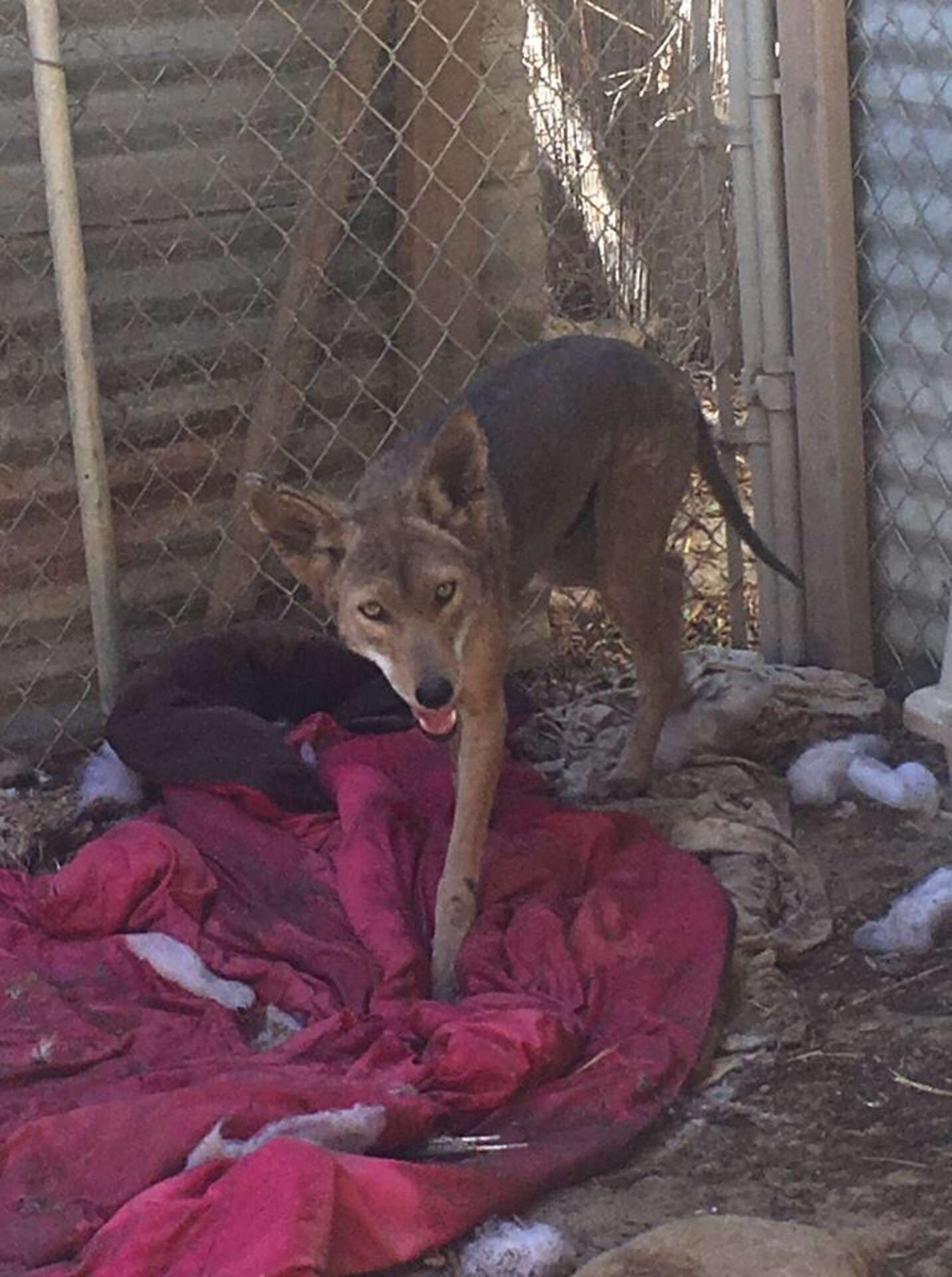 Sick Coyote Covered In Mange Rescued From California Neighborhood - The ...