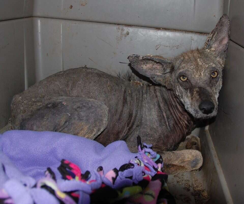 Coyote with bad case of mange