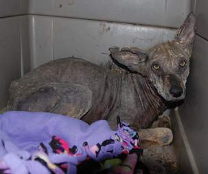 Sick Coyote Covered In Mange Rescued From California Neighborhood - The ...