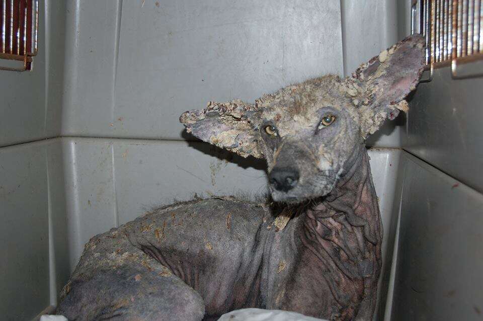 Wild coyote with bad case of mange