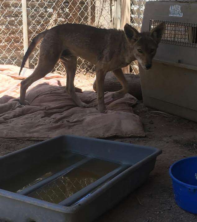 Coyote recovered from mange