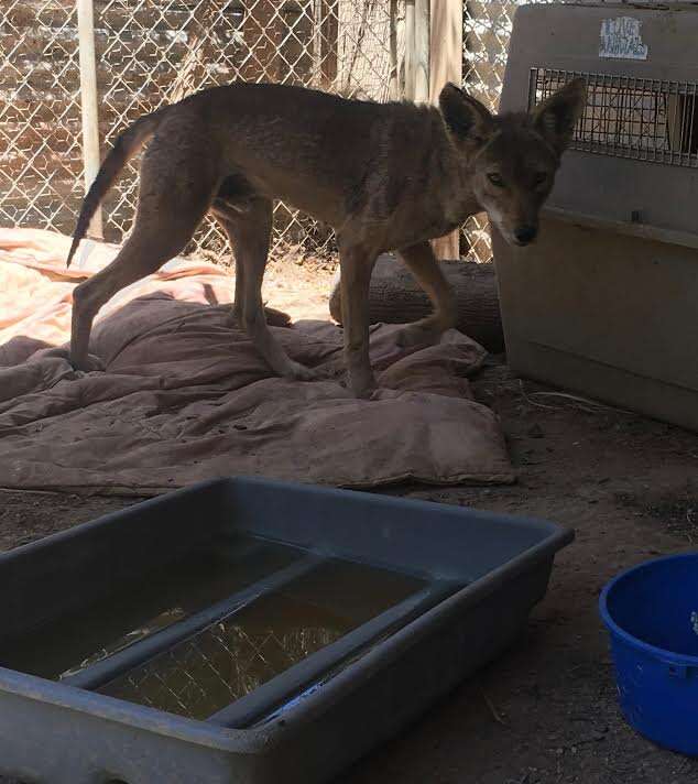 Sick Coyote Covered In Mange Rescued From California Neighborhood - The ...