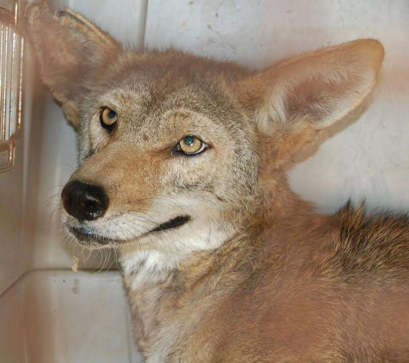 Coyote once he recovered from mange