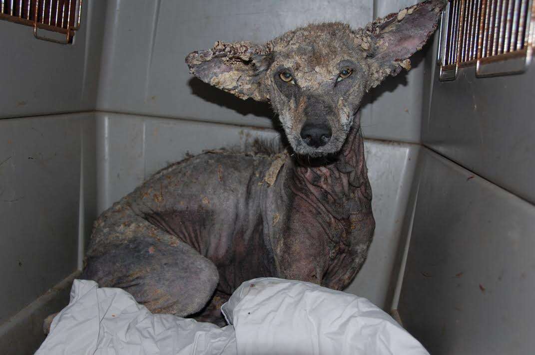 Sick coyote with bad case of mange