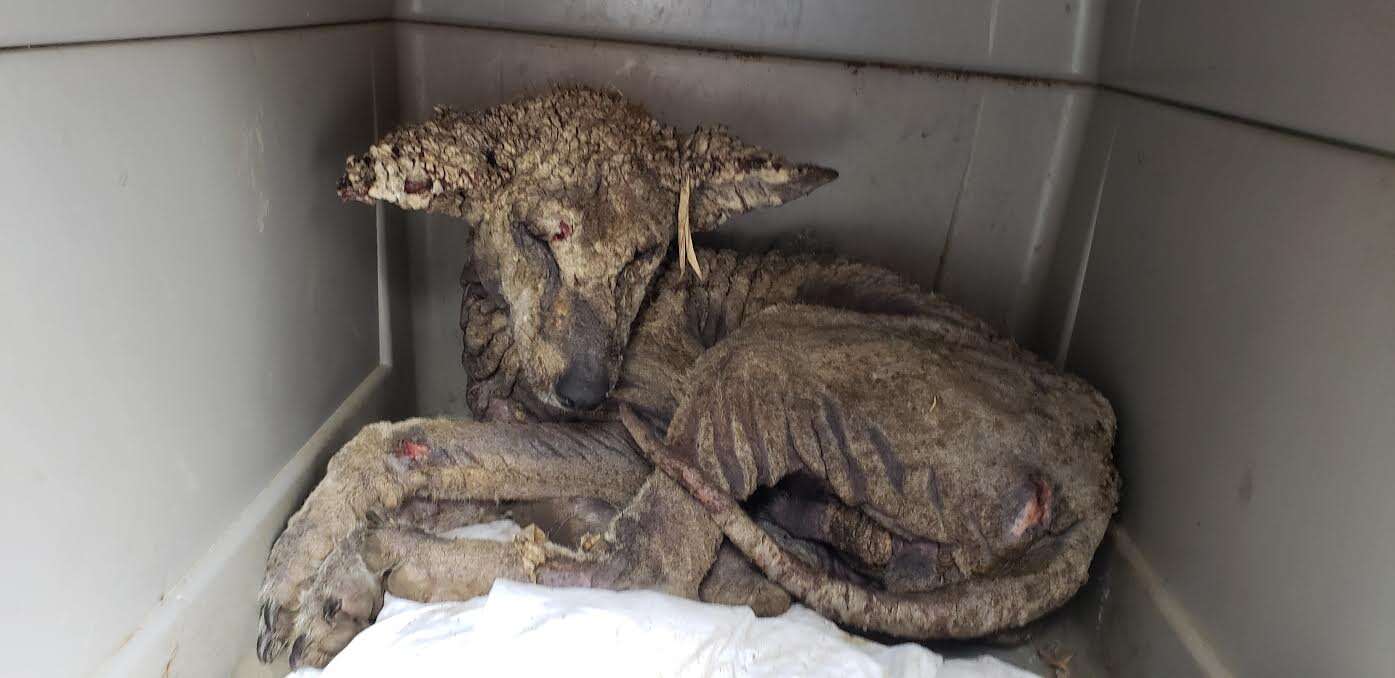 Sick coyote with mange in kennel