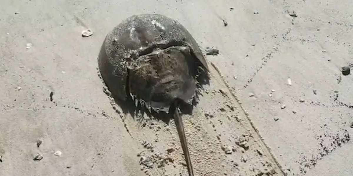 Horseshoe Crab Roe Is a Delicacy in Thailand Videos NowThis