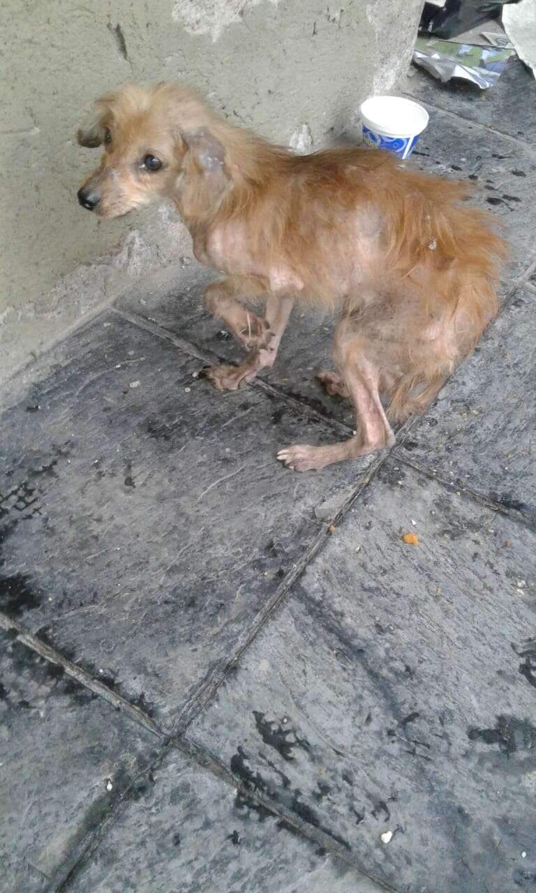 abandoned street dog