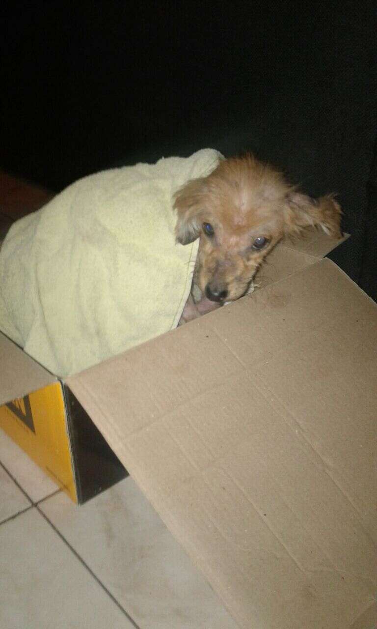 dog abandoned on the stret
