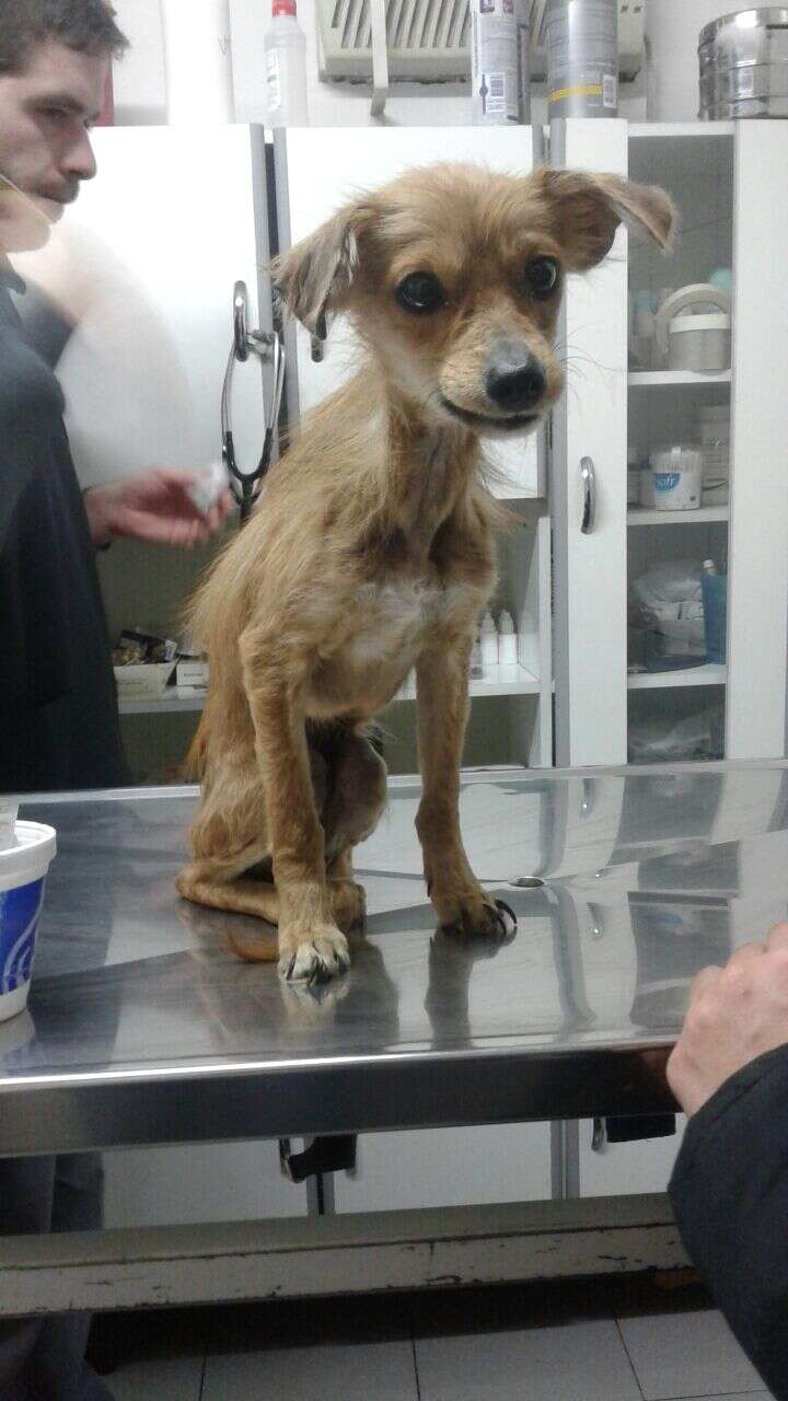 dog abandoned on street