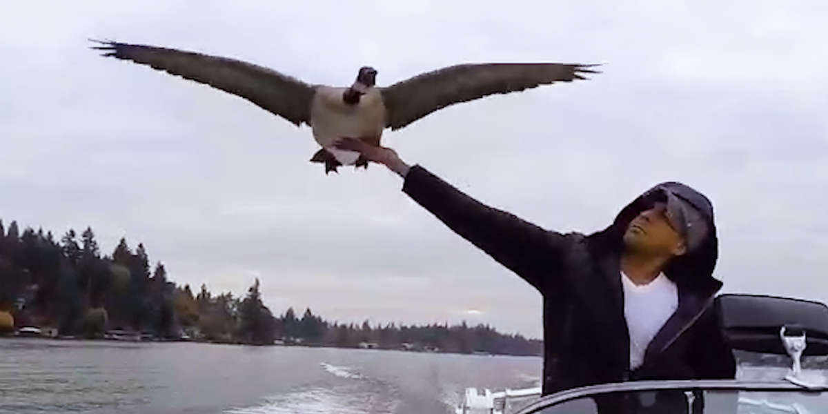 Goose Visits Guy Who Rescued Her Every Day Videos The Dodo