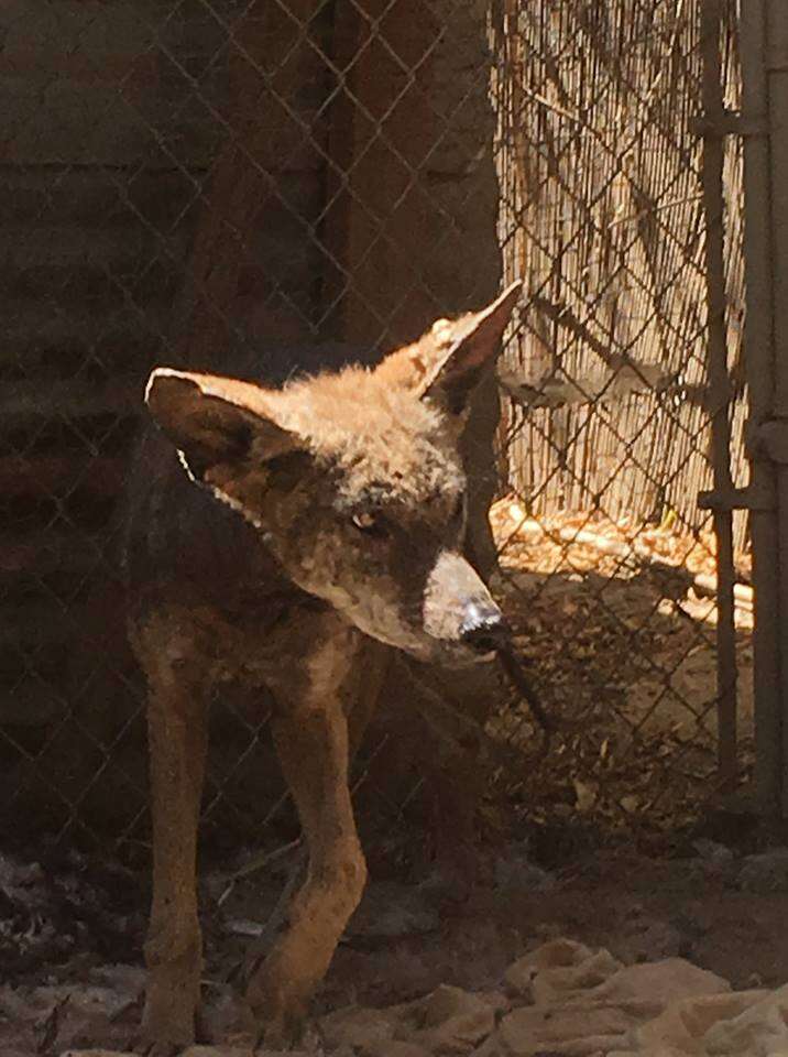 Coyote recovering from mange