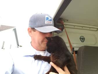A California mailman snuggles a cat along his route