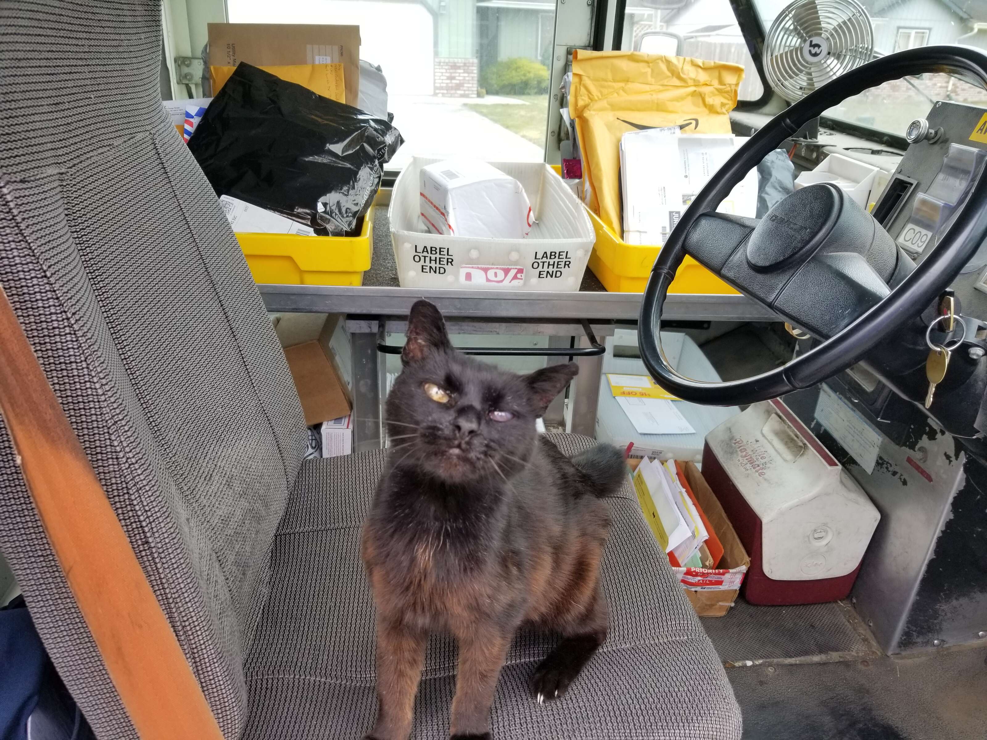 Bijou the cat gets on the seat of the mail truck
