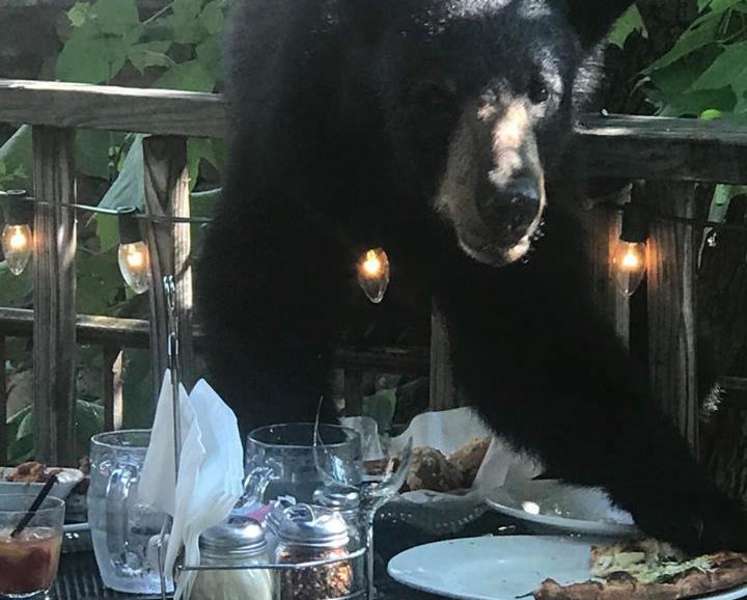 Bear Cub Steals and Eats Pizza From Tennessee Restaurant Diners Thrillist