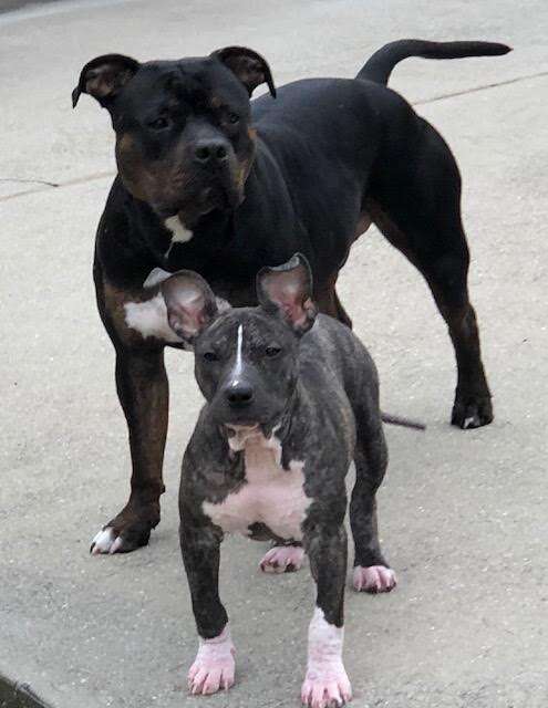 Large pit bull with small pit bull