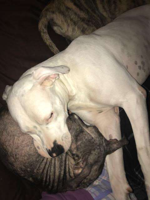 Dog cuddling together