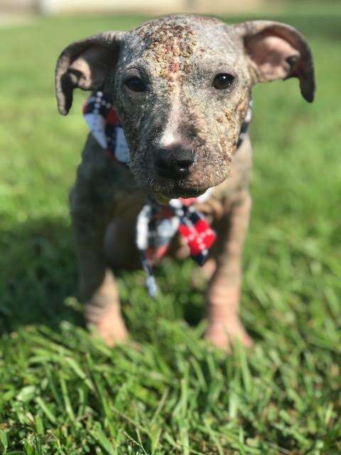 Puppy with mange standing in grass