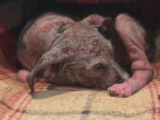 Sick puppy with mange