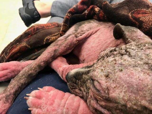 Puppy with mange lying on woman's lap