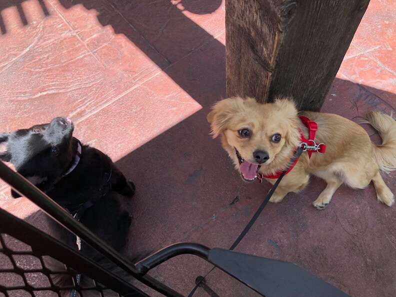 dog almost put down for being too scared