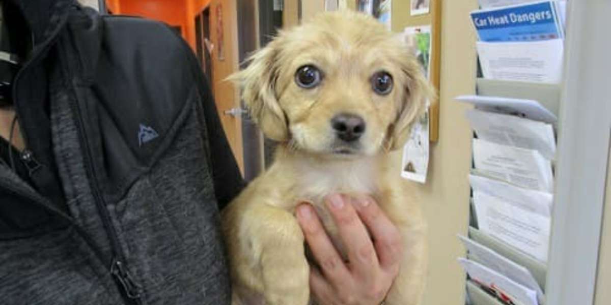 How Do Know When To Put A Dog Down