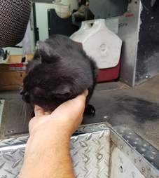 Bijou the cat getting pets from the mail carrier