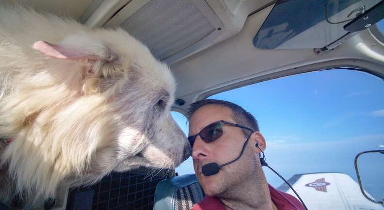 Woody the rescue dog flies to freedom