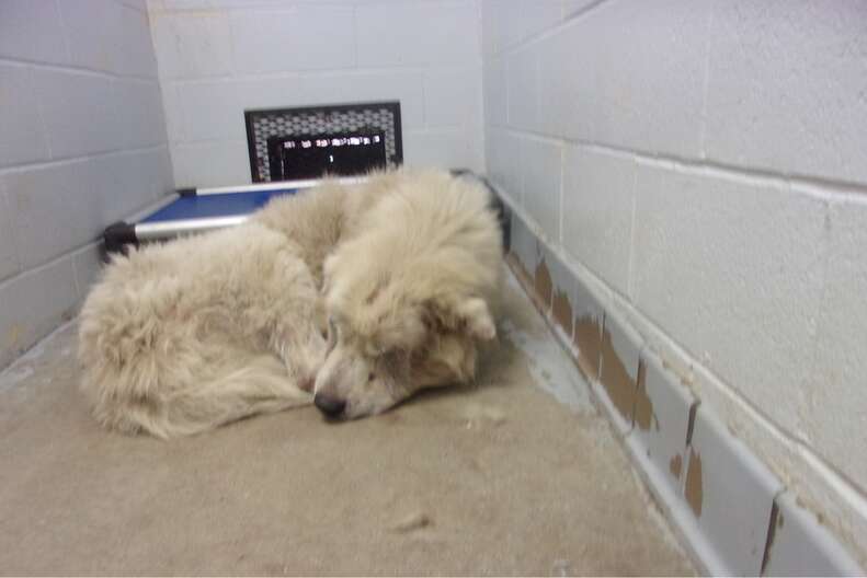 Woody, a Great Pyrenees, in a North Carolina shelter