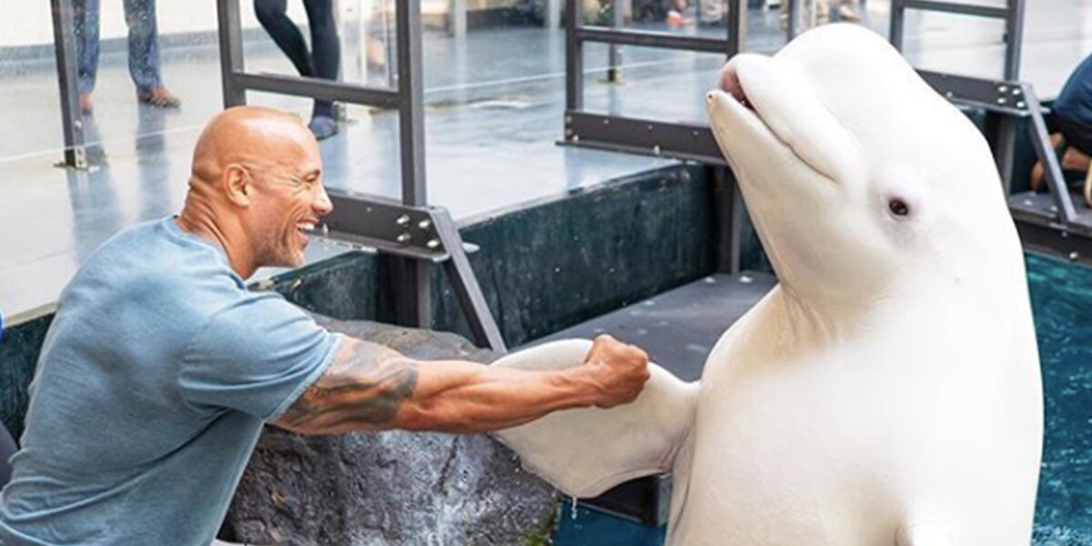 Georgia Aquarium's Beluga Whale Capture Comes Under Fire