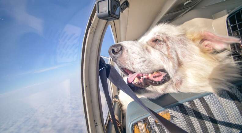 Woody looks out the plane window during his freedom flight