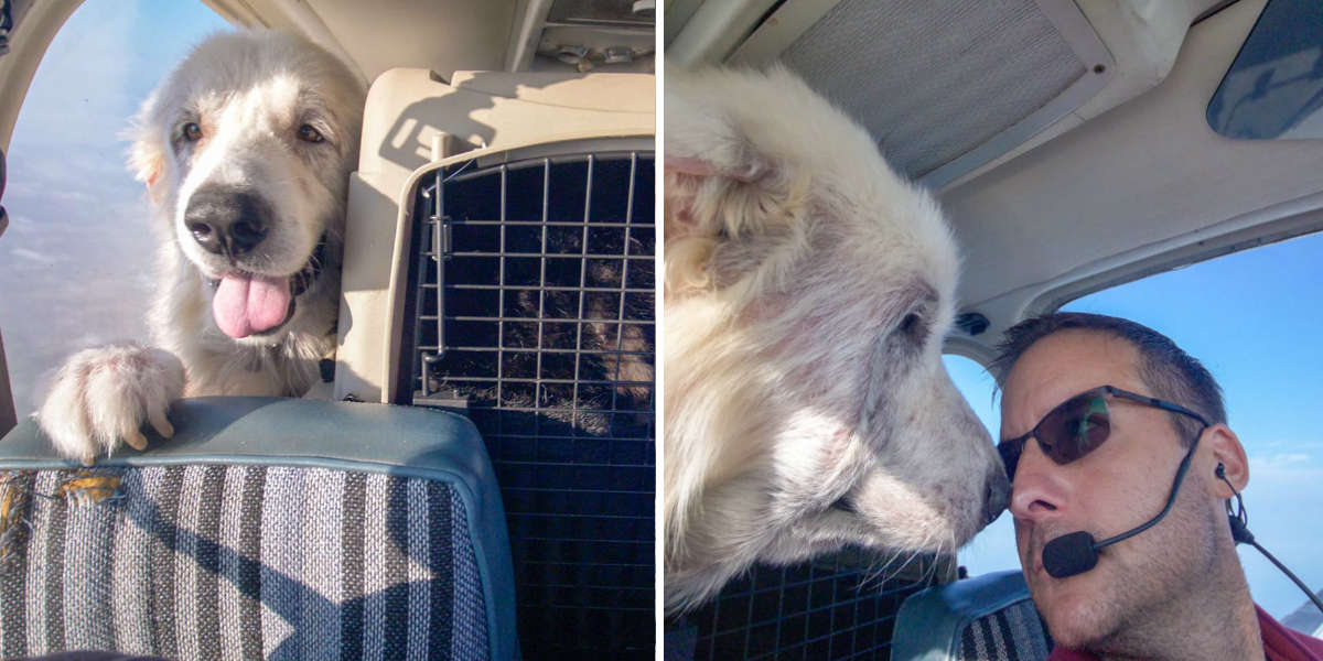 Excited Shelter Dog Can't Sit Still On His Flight To Freedom - The Dodo
