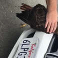 Hawk Stuck In Car Grille Was So Glad Someone Helped Him Escape 