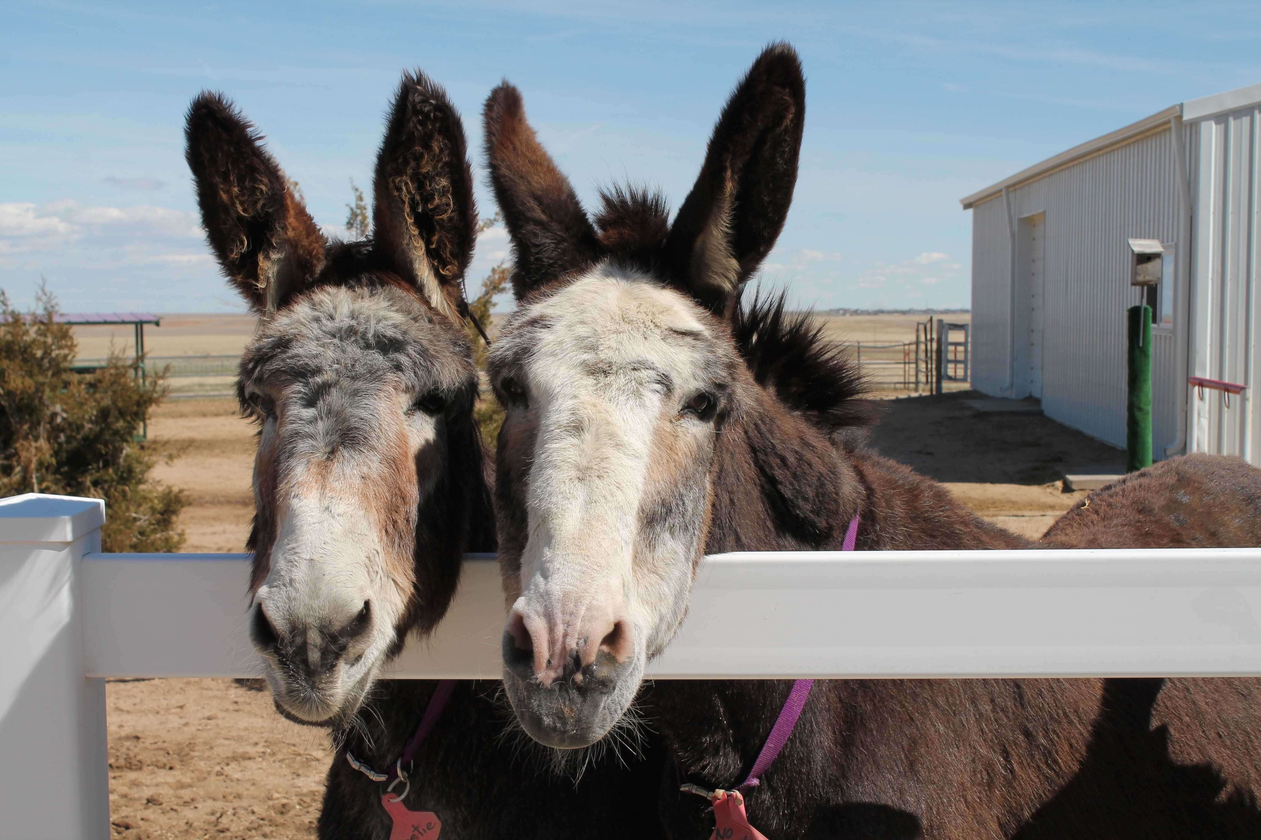 donkeys saved from salughter become best friends 