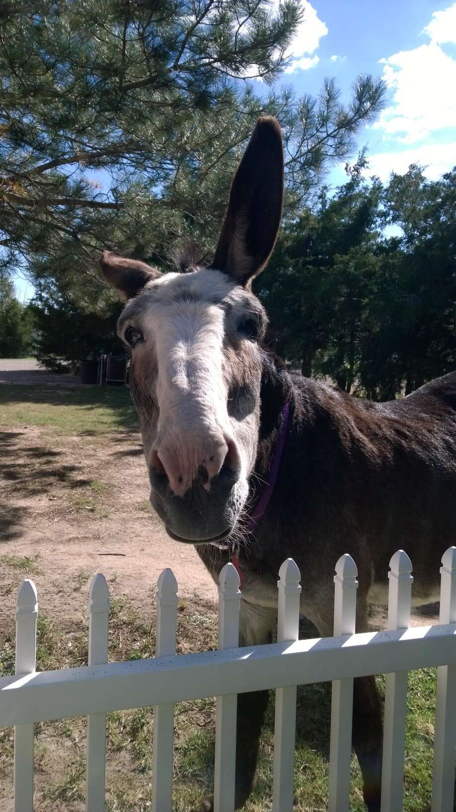 donkeys saved from slaughter become best friends 