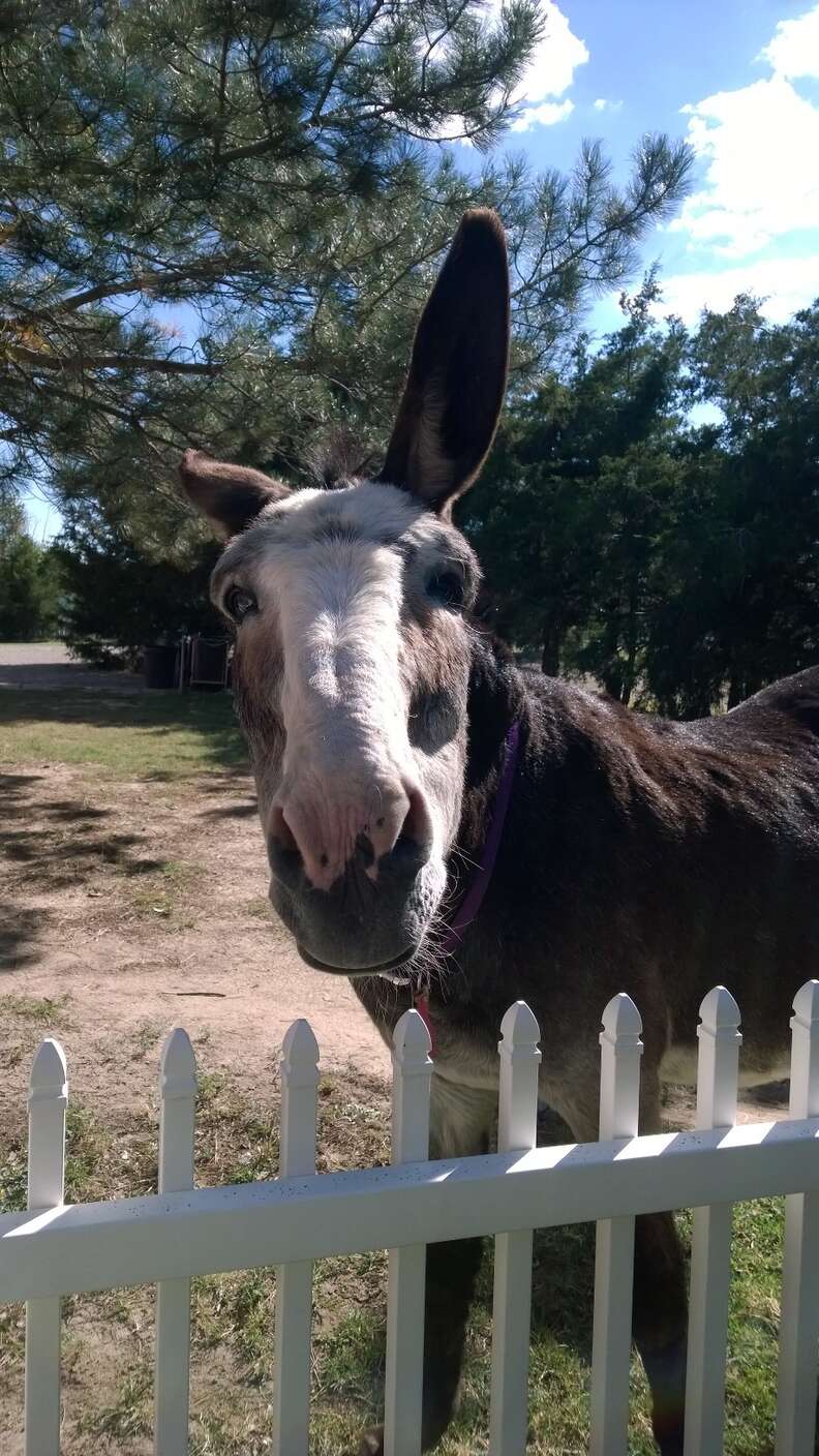 donkeys saved from slaughter become best friends