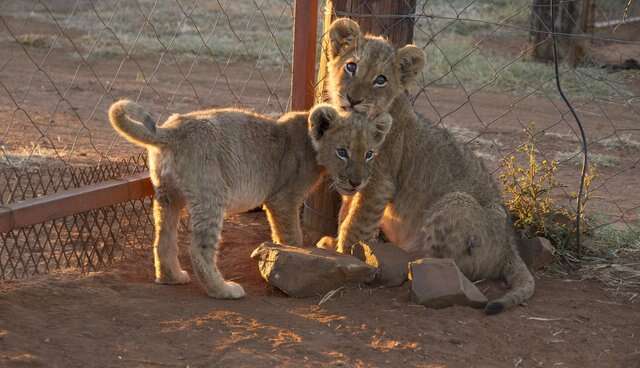lion cub south africa