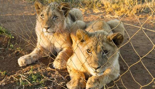lion cubs south africa