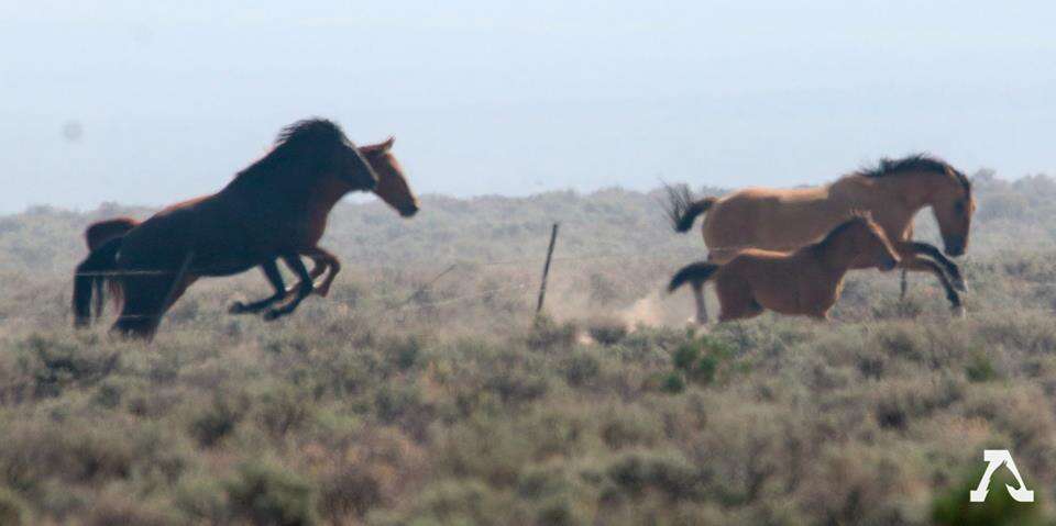 Horses leaping over barbed wire fence