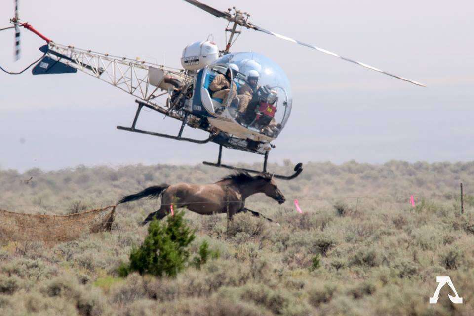 Helicopter chasing wild horse