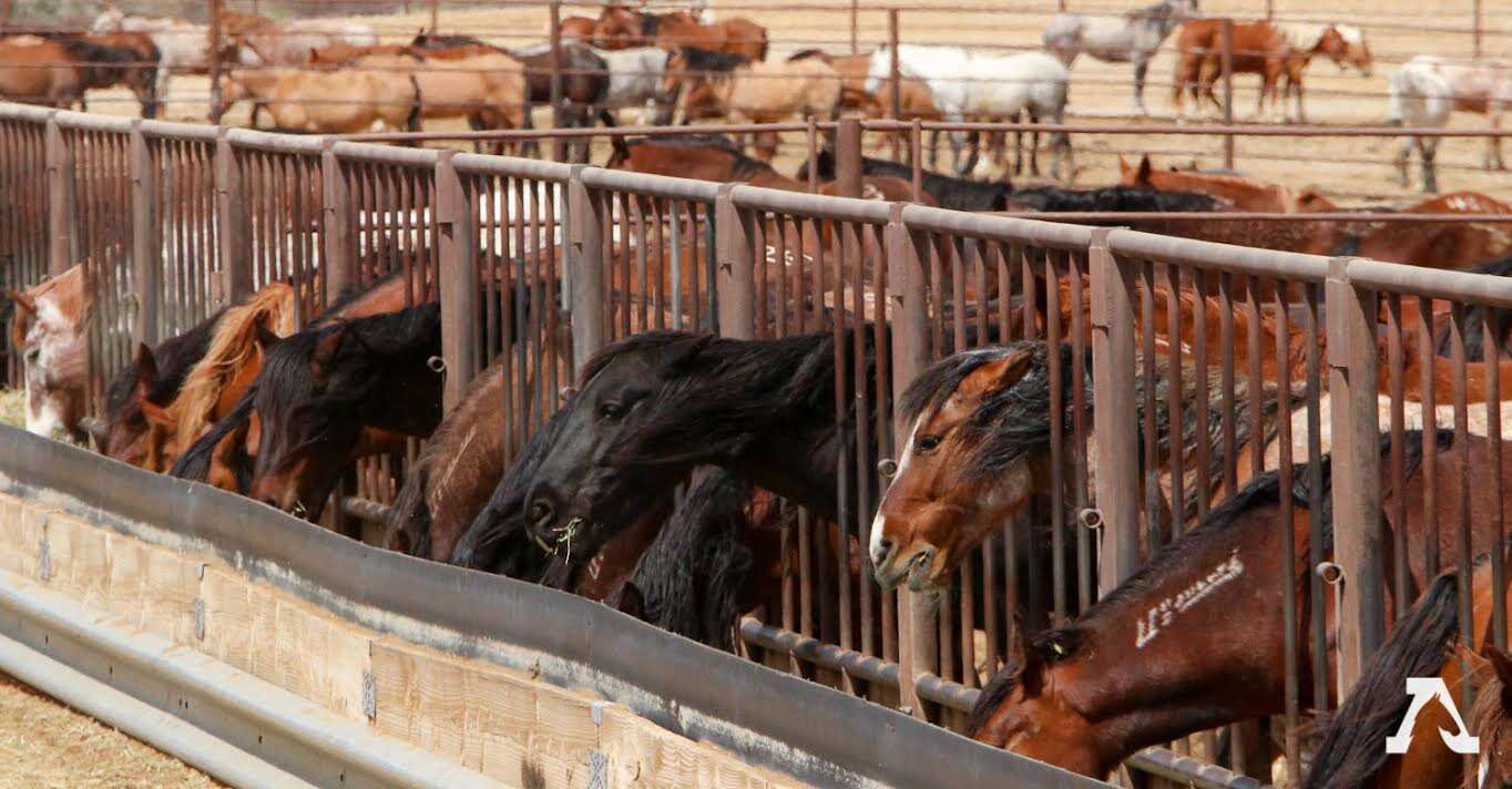 Wild horses in a short-term holding facility