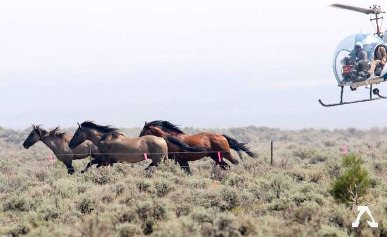 Wild horses in holding facility