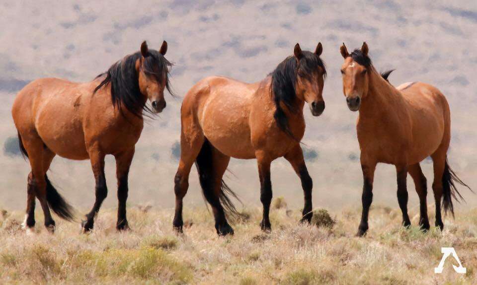 Group of wild horses