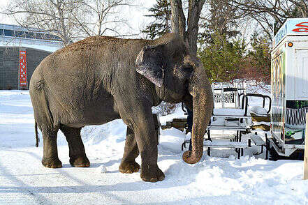 lucy lonely zoo elephant