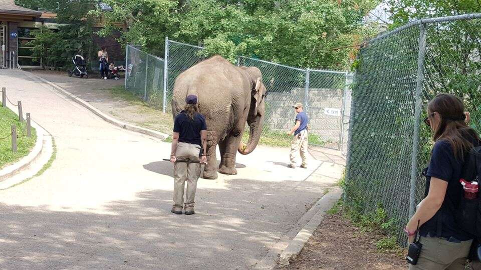zoo elephant lonely