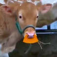 calf dairy welfare