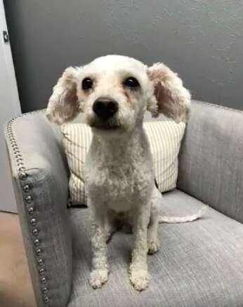 poodle rescue texas